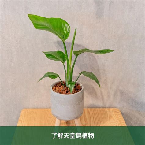 紅色天堂鳥|天堂鳥植物完全栽培指南 從選擇到養護 